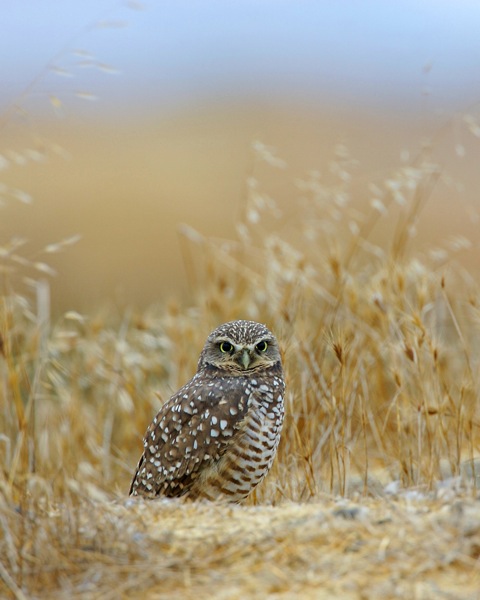 owl_GZ6I7622